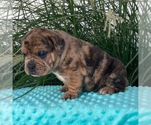 Beabull Puppy for sale in ARTHUR, IL, USA