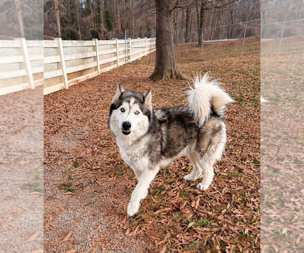 Medium Photo #1 Mutt Puppy For Sale in Shelburne, VT, USA