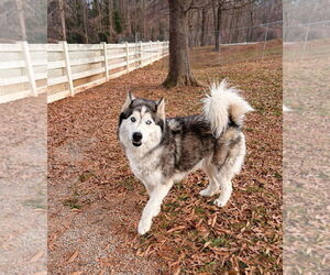 Mutt Dogs for adoption in Shelburne, VT, USA