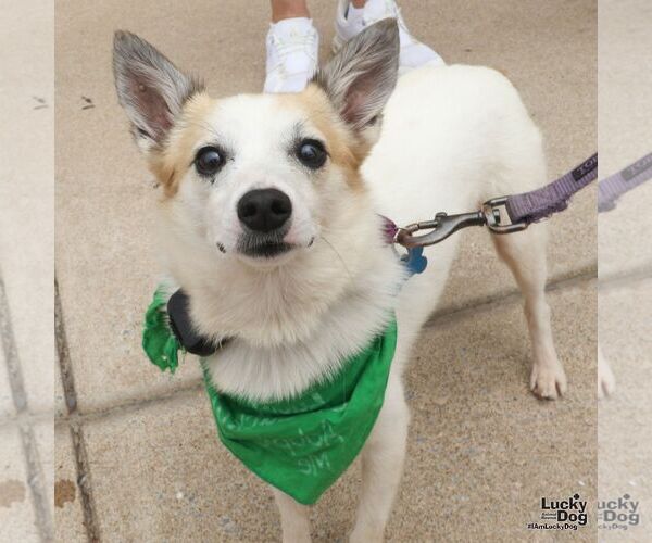 Medium Photo #1 Jack Russell Terrier-Unknown Mix Puppy For Sale in Washington, DC, USA