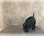 Small #6 Labrador Retriever