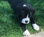 Small Photo #9 Boxer Puppy For Sale in LACEY, WA, USA