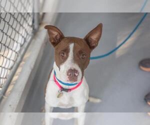 Boxer-Unknown Mix Dogs for adoption in Mountain Home, AR, USA