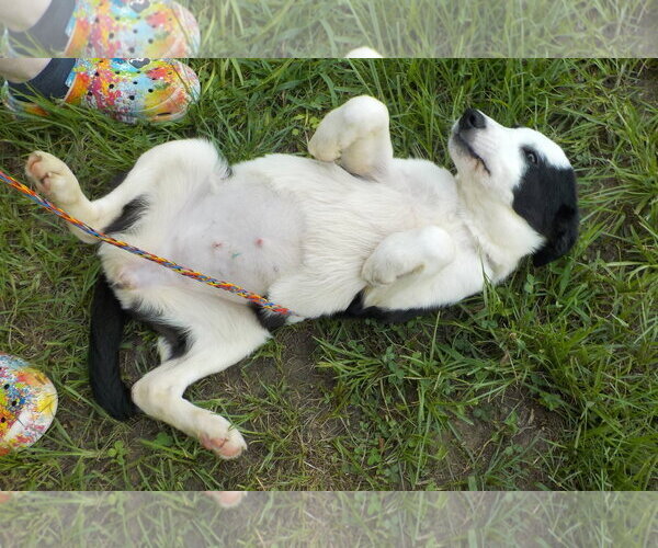 Medium Photo #2 Border Collie-Unknown Mix Puppy For Sale in Wetumpka, AL, USA