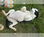 Small #1 Border Collie Mix