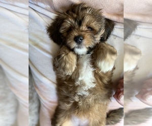 ShihPoo Puppy for sale in LOWELL, MA, USA
