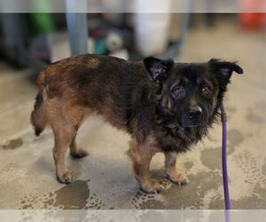Chow Chow-Unknown Mix Dogs for adoption in Ocala, FL, USA
