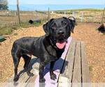 Small #1 Labrador Retriever
