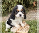Small #2 Cavalier King Charles Spaniel-Miniature Bernedoodle Mix