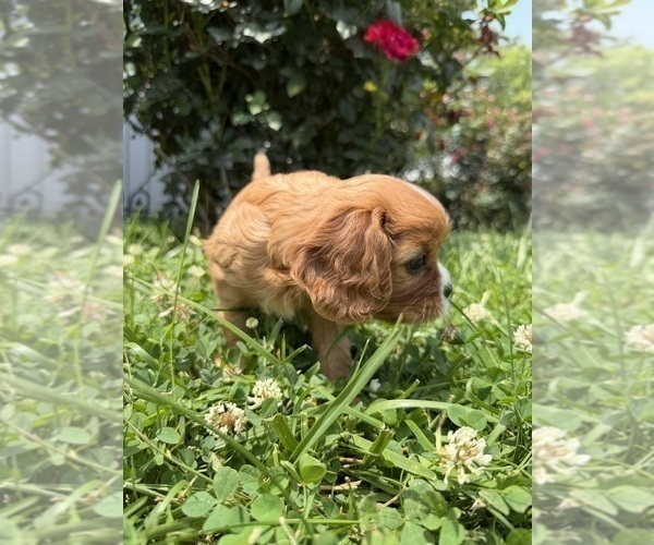 Medium Photo #14 Cavalier King Charles Spaniel Puppy For Sale in KANSAS CITY, MO, USA