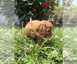 Small #13 Cavalier King Charles Spaniel