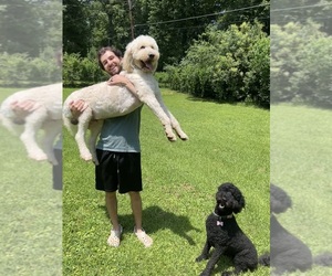 Father of the Goldendoodle mix (+ Poodle Standard) puppies born on 07/14/2026