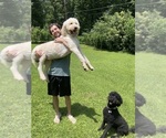 Small Photo #1 Goldendoodle mix (+ Poodle Standard) Puppy For Sale in WEAVER, AL, USA