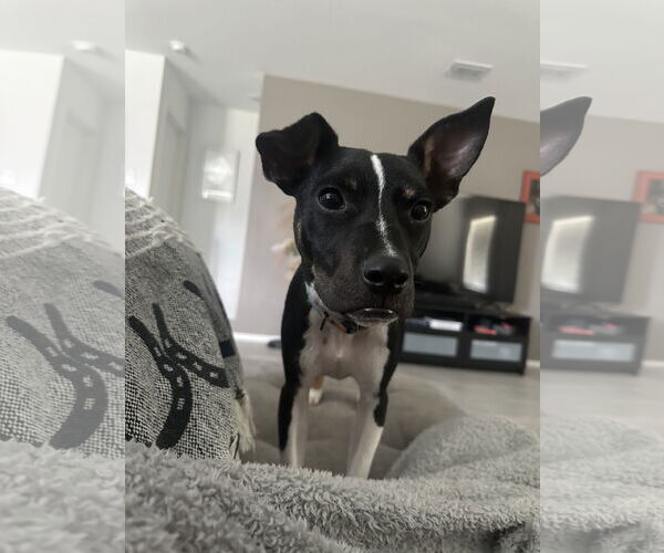 Medium Photo #2 Chihuahua-Unknown Mix Puppy For Sale in McKinney, TX, USA
