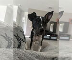 Small #1 Chihuahua Mix