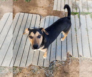 Siberian Husky-Unknown Mix Dogs for adoption in Amarillo, TX, USA