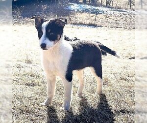 Australian Shepherd-Unknown Mix Dogs for adoption in Genesee, WI, USA