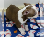 Small #2 Boston Terrier