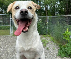 Labsky Dogs for adoption in Anchorage, AK, USA