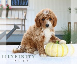 Goldendoodle (Miniature) Puppy for sale in EPHRATA, PA, USA