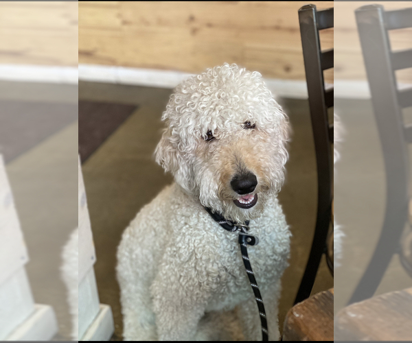 Medium Photo #20 Goldendoodle Puppy For Sale in COLORADO SPRINGS, CO, USA