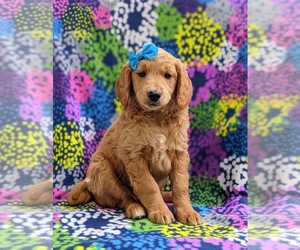 Goldendoodle (Miniature) Puppy for sale in KIRKWOOD, PA, USA