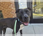 Small #1 American Pit Bull Terrier Mix