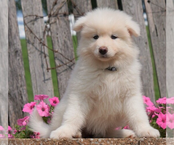 Medium Photo #2 Samoyed Puppy For Sale in FREDERICKSBG, OH, USA