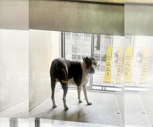 Mutt Dogs for adoption in Downey, CA, USA