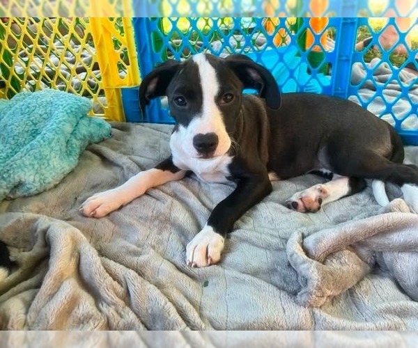 Medium Photo #5 Mutt Puppy For Sale in Wenonah, NJ, USA
