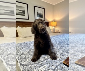 Labradoodle Puppy for sale in TUPELO, MS, USA