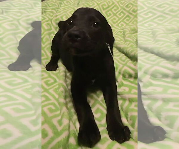 Medium Photo #6 Labrador Retriever-Unknown Mix Puppy For Sale in Alexander, AR, USA
