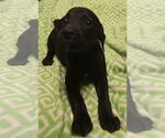 Small #5 Labrador Retriever Mix