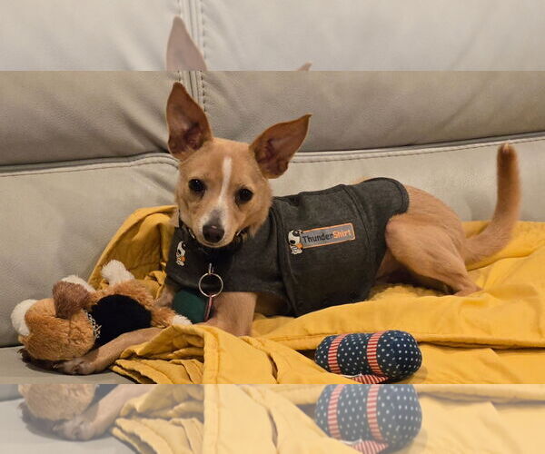 Medium Photo #4 Italian Greyhuahua Puppy For Sale in Wakefield, RI, USA