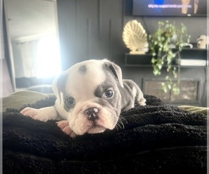English Bulldog Puppy for Sale in PORT RICHEY, Florida USA