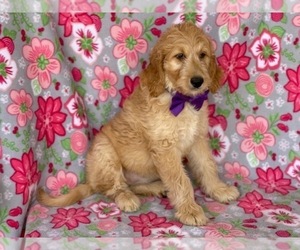 Goldendoodle Puppy for sale in LANCASTER, PA, USA