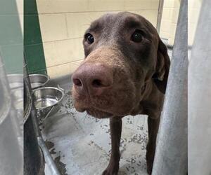 Labrador Retriever-Unknown Mix Dogs for adoption in Anchorage, AK, USA