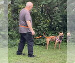 Small #10 American Pit Bull Terrier Mix