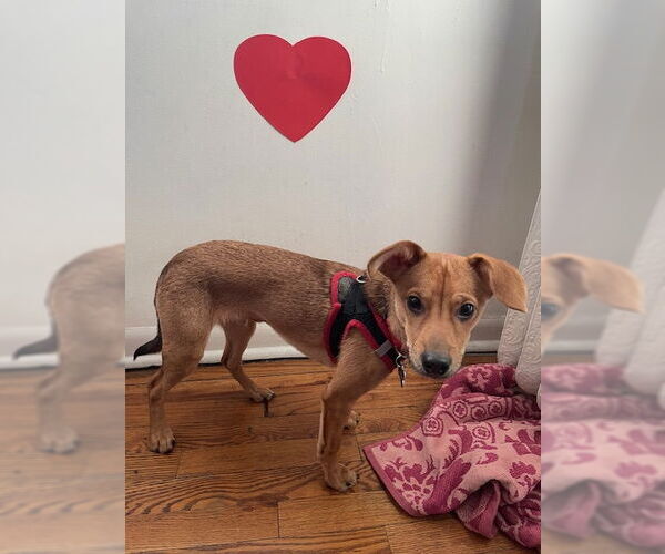 Medium Photo #3 Chiweenie Puppy For Sale in Plainfield, IL, USA