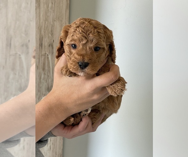 Medium Photo #1 Cavapoo (Miniature) Puppy For Sale in CEDAR CITY, UT, USA