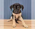 Small German Shepherd Dog Mix