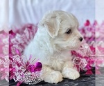 Small #10 Maltese