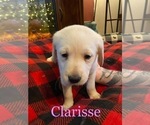 Small Photo #6 Labrador Retriever Puppy For Sale in CARTHAGE, ME, USA