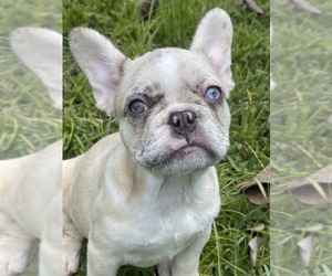 French Bulldog Puppy for sale in MIAMI, FL, USA