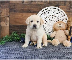 Labrador Retriever Puppy for sale in SYRACUSE, IN, USA