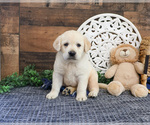 Small Labrador Retriever