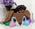 Small #10 Havanese