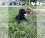 Small Photo #6 Labrador Retriever Puppy For Sale in FREDERICKSBG, OH, USA
