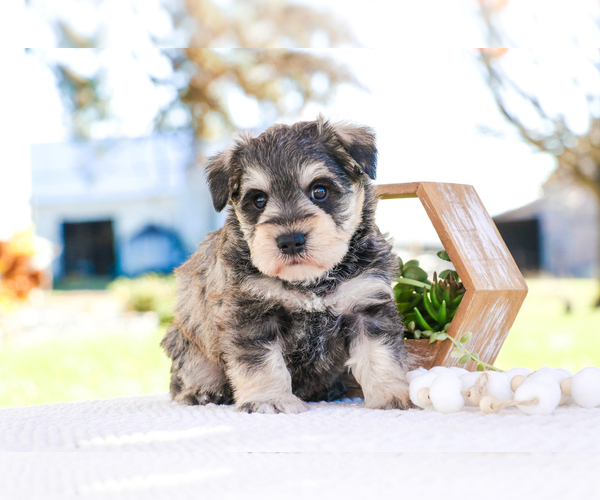 Medium Photo #31 Schnauzer (Miniature) Puppy For Sale in SYRACUSE, IN, USA