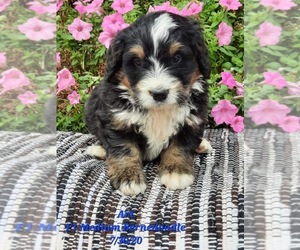 Bernedoodle Puppy for Sale in SHIPSHEWANA, Indiana USA